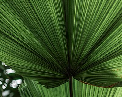 Palme in der Therme Euskirchen